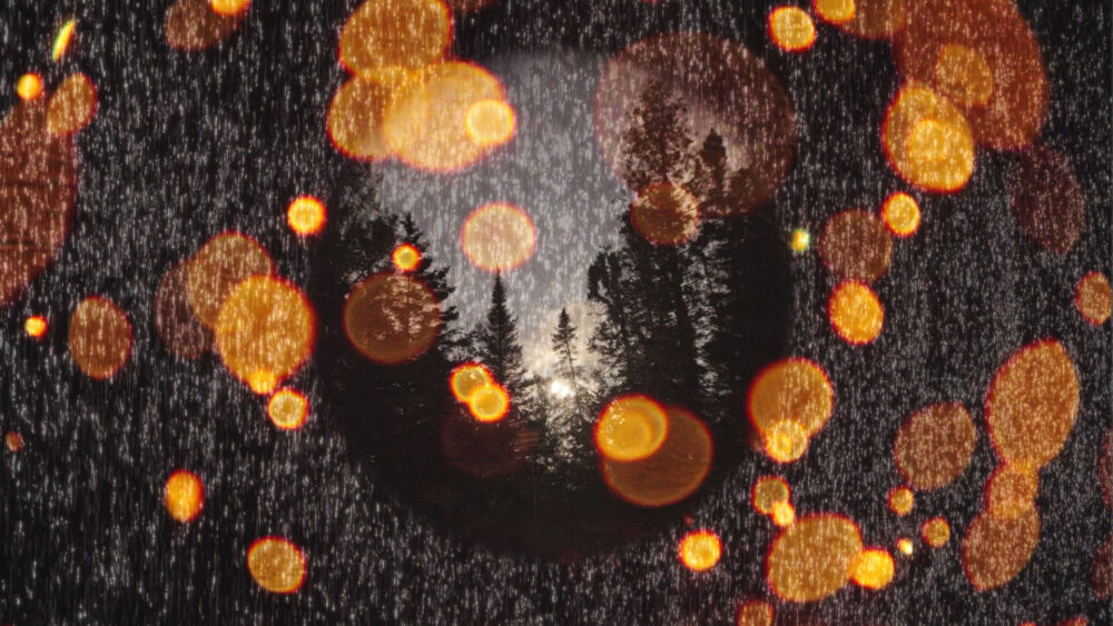 Rainy forest scene with bokeh lights, reflecting ancestral trees and sun.