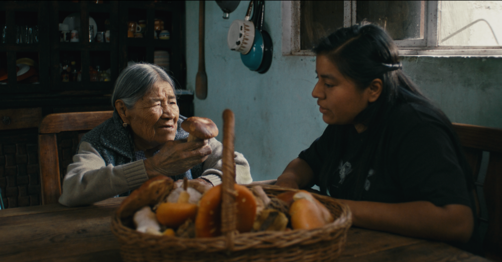 Elderly woman shows a mushroom to a younger woman, basket of forest bounty on table.