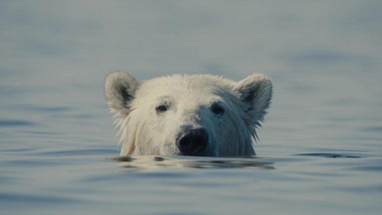 Polar bear swimming in the ocean, a nuisance bear.