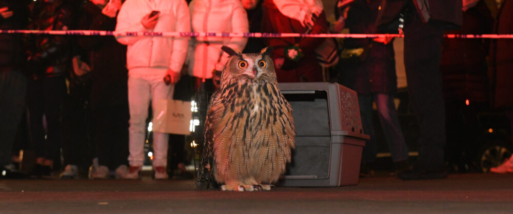 Eurasian eagle-owl sits on the ground near a carrier, with blurred people and police tape in the background.