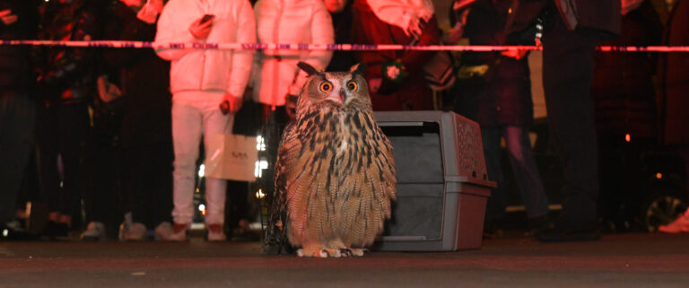 Eurasian eagle-owl sits on the ground near a carrier, with blurred people and police tape in the background.