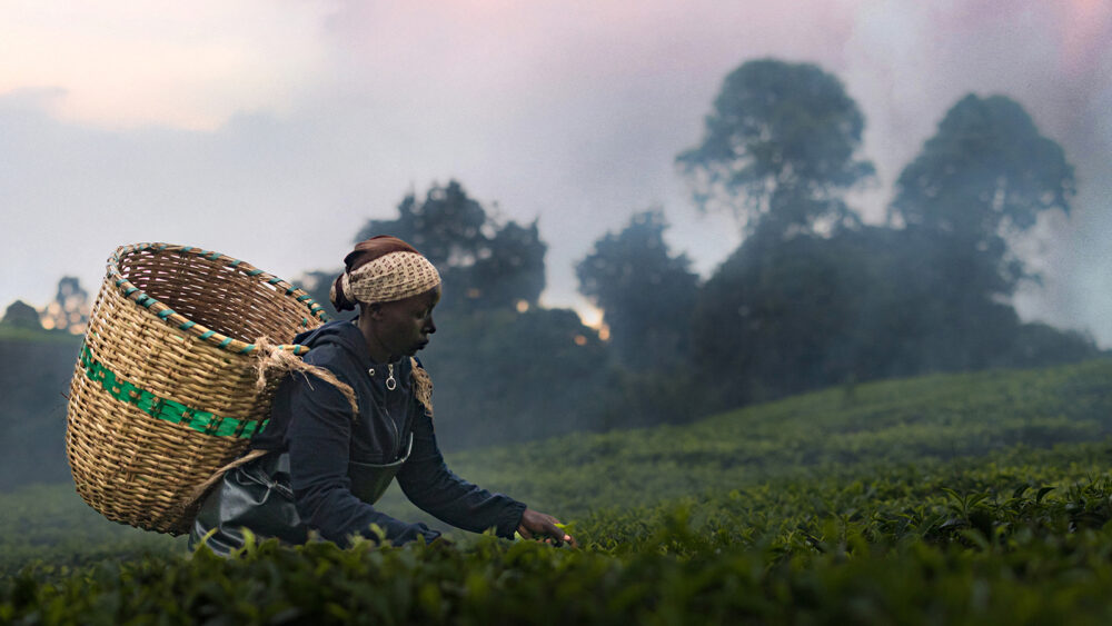 Woman with basket harvesting tea leaves on Kikuyu land