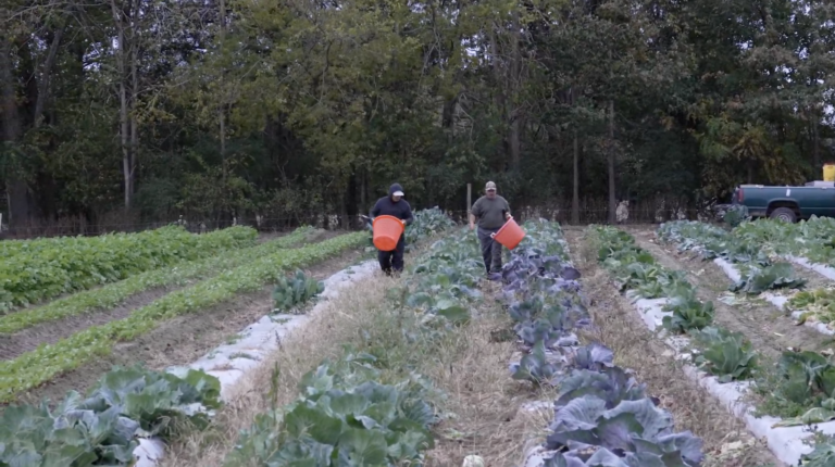Farmers harvesting cabbage and leafy greens on a farm